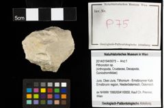 Foto (Objekt + Etiketten) von Pithonoton sp. 